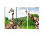 Купить картину Жирафы, m0122 - под заказ