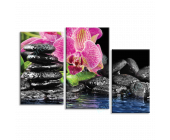 Купить картину Орхидея на камнях в воде, m0289 - п