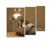 Купить картину Кошка на диване, m0332 - под заказ
